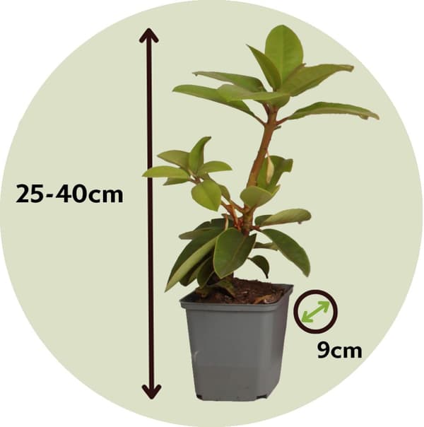 Rhodondendron buske - Set om 3 - Rhododendron roseum - Höjd 25-40cm - ⌀9cm