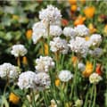 Miniatyrbillede 3 af 5: Engelsk græs - Sæt med 3 - Armeria maritima 'White' - H⌀jde 20-30cm - ⌀12cm