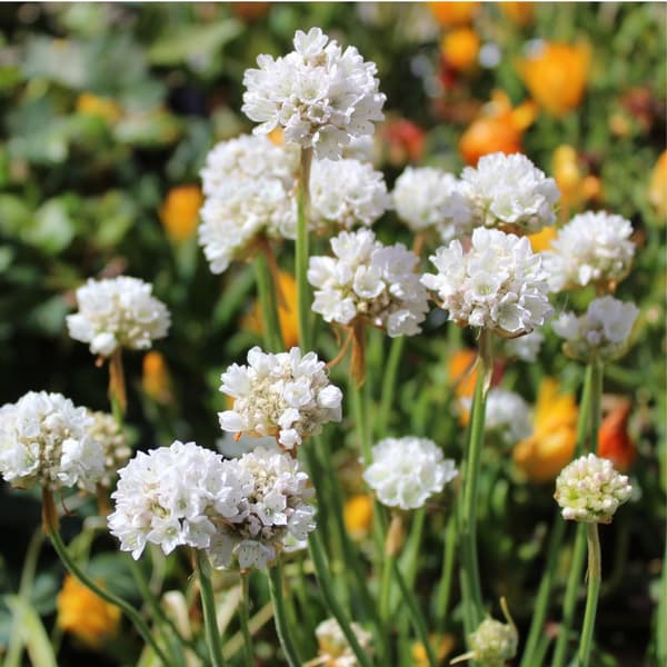 Engelsk græs - Sæt med 3 - Armeria maritima 'White' - H⌀jde 20-30cm - ⌀12cm