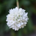 Miniatyrbillede 4 af 5: Engelsk græs - Sæt med 3 - Armeria maritima 'White' - H⌀jde 20-30cm - ⌀12cm