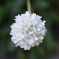Miniatyrbillede 5 af 5: Engelsk græs - Sæt med 3 - Armeria maritima 'White' - H⌀jde 20-30cm - ⌀12cm