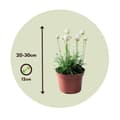 Miniatyrbillede 2 af 5: Engelsk græs - Sæt med 3 - Armeria maritima 'White' - H⌀jde 20-30cm - ⌀12cm