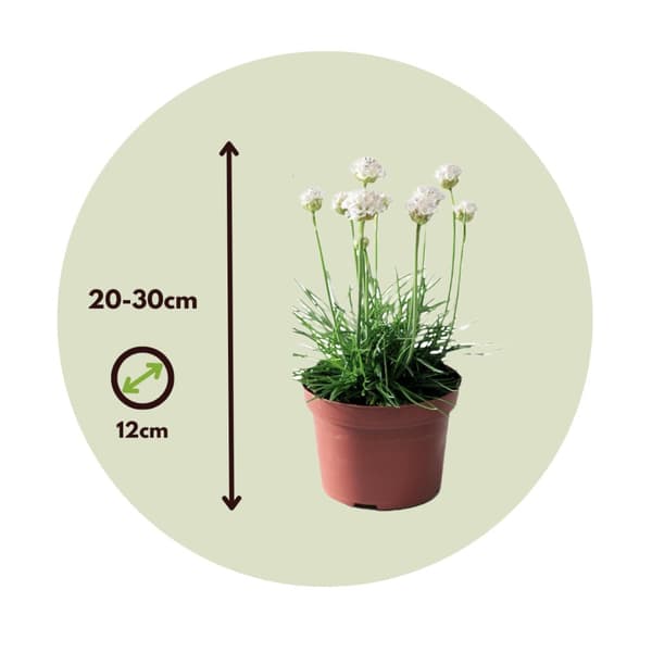Engelsk græs - Sæt med 3 - Armeria maritima 'White' - H⌀jde 20-30cm - ⌀12cm