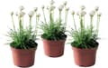Miniatyrbillede 1 af 5: Engelsk græs - Sæt med 3 - Armeria maritima 'White' - H⌀jde 20-30cm - ⌀12cm