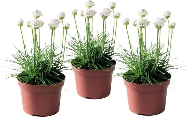 Engelsk græs - Sæt med 3 - Armeria maritima 'White' - H⌀jde 20-30cm - ⌀12cm
