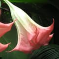 Miniatyrbillede 3 af 4: Engelstrumpet - Sæt med 3 - Brugmansia - Højde 25-40cm - ⌀9cm