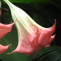Miniatyrbillede 4 af 4: Engelstrumpet - Sæt med 3 - Brugmansia - Højde 25-40cm - ⌀9cm