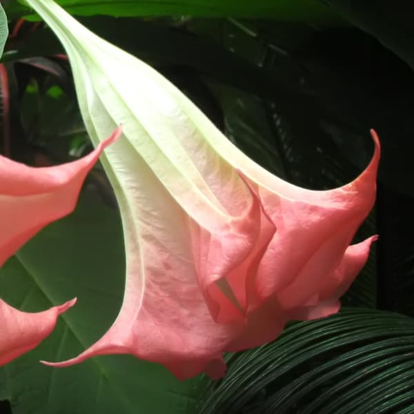 Engelstrumpet - Sæt med 6 - Brugmansia - Højde 25-40cm - ⌀9cm