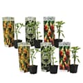 Miniatyrbillede 1 af 4: Engelstrumpet - Sæt med 6 - Brugmansia - Højde 25-40cm - ⌀9cm