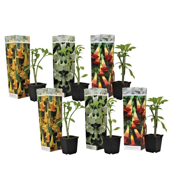 Engelstrumpet - Sæt med 6 - Brugmansia - Højde 25-40cm - ⌀9cm