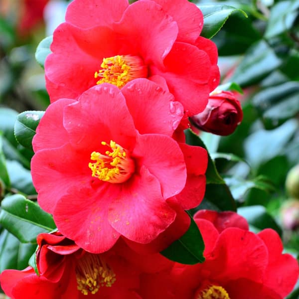 Kamelia japansk rose - Sæt med 3 - Camellia japonica - Højde 25-40cm - ⌀9cm