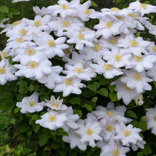 Klematis - Set om 3 - Clematis hybrid - Höjd 25-40cm - ⌀9cm