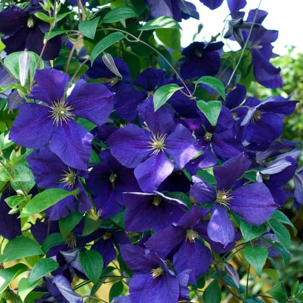 Klematis - Set om 3 - Clematis hybrid - Höjd 25-40cm - ⌀9cm