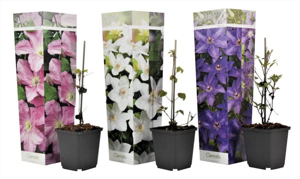 Klematis - Set om 3 - Clematis hybrid - Höjd 25-40cm - ⌀9cm