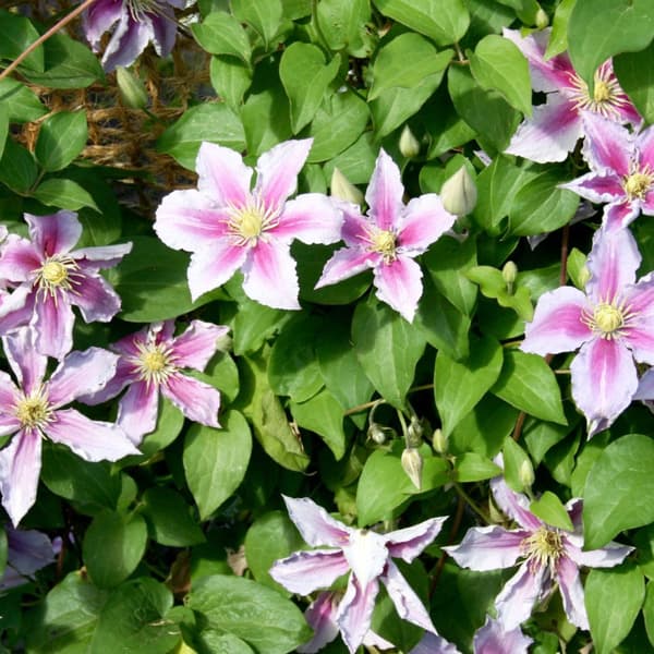 Klematis - Set om 6 - Clematis hybrid - Höjd 25-40cm - ⌀9cm