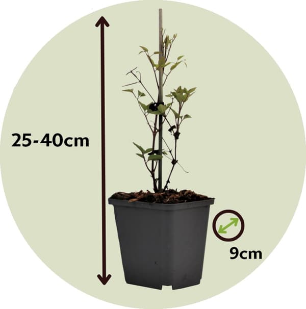 Klematis - Set om 3 - Clematis hybrid 'Mme Le Coultre' - Höjd 25-40cm - ⌀9cm