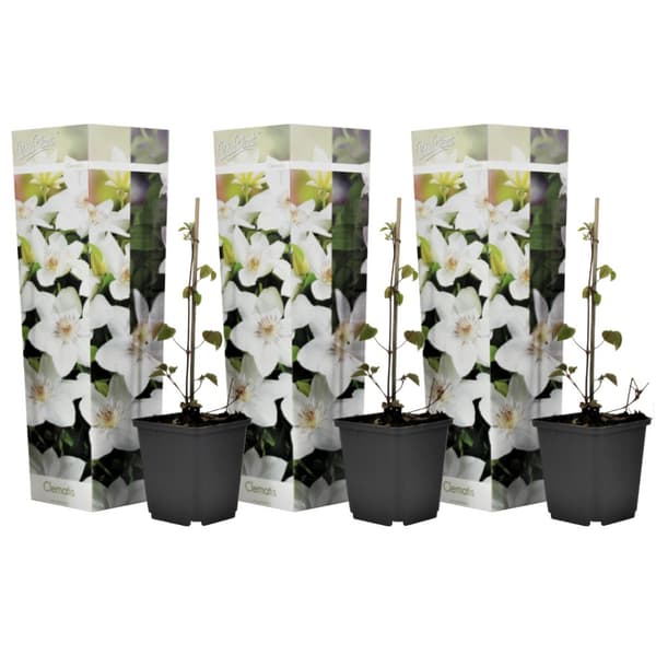 Klematis - Set om 3 - Clematis hybrid 'Mme Le Coultre' - Höjd 25-40cm - ⌀9cm