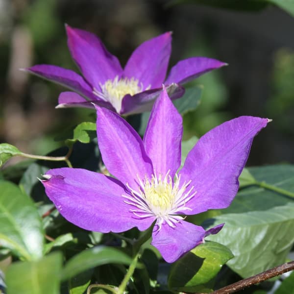 Klematis - Sæt med 3 - Clematis 'The President' - Højde 25-40cm - ⌀9cm
