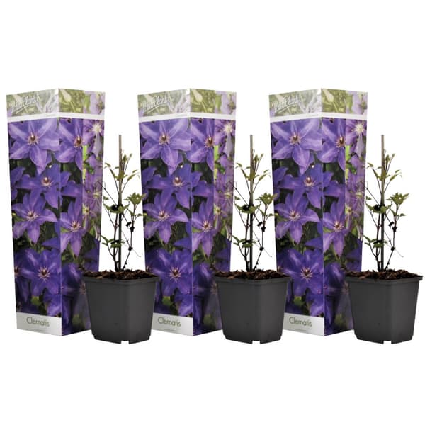Klematis - Sæt med 3 - Clematis 'The President' - Højde 25-40cm - ⌀9cm