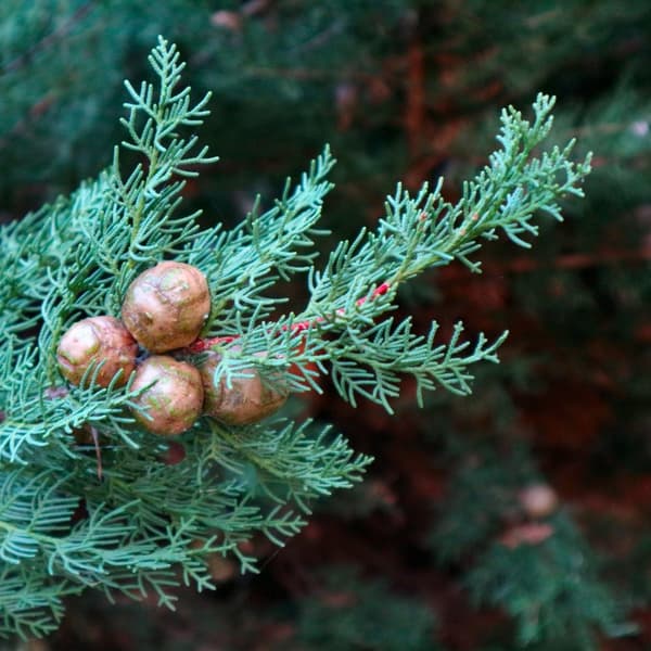 Italiensk cypres - Cupressus sempervirens 'Totem' - Højde 60-80cm - ⌀19cm