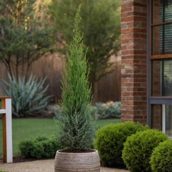 Italiensk cypres - Cupressus sempervirens 'Totem' - Højde 60-80cm - ⌀19cm