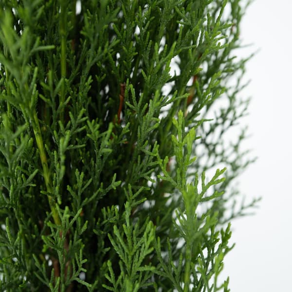 Italiensk cypres - Cupressus sempervirens 'Totem' - Højde 60-80cm - ⌀19cm