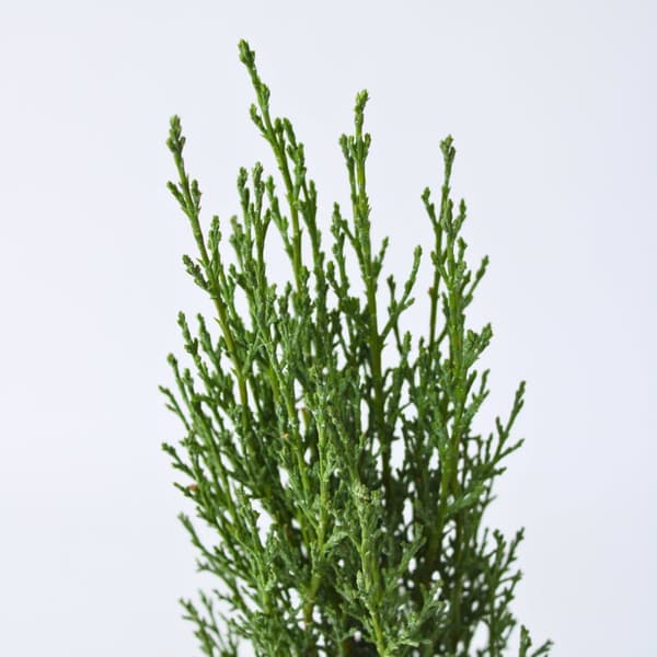Italiensk cypres - Cupressus sempervirens 'Totem' - Højde 60-80cm - ⌀19cm
