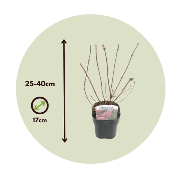 Rosendeutzia - Set om 4 - Deutzia 'Strawberry Fields' - Höjd 25-40cm - ⌀17cm
