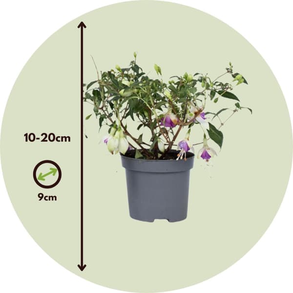 Scharlakansfuchsia - Set om 3 - Fuchsia magellanica - Höjd 10-20cm - ⌀9cm