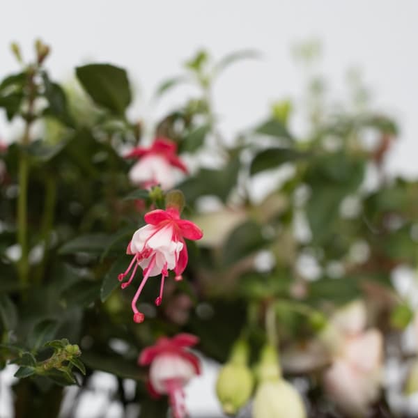 Havefuchsia - Sæt med 6 - Fuchsia magellanica - Højde 10-20cm - ⌀9cm