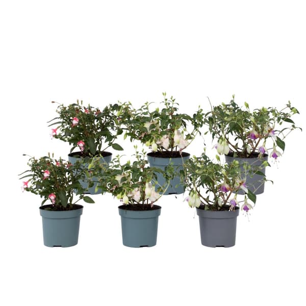 Havefuchsia - Sæt med 6 - Fuchsia magellanica - Højde 10-20cm - ⌀9cm