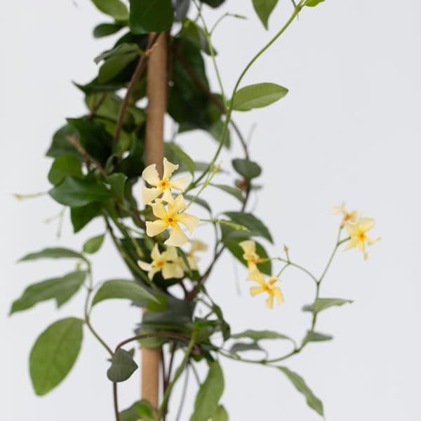 Jasmin - Set om 2 - Trachelospermum jasminoides - Höjd 110-120cm - ⌀17cm