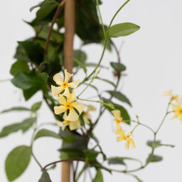 Jasmin - Set om 2 - Trachelospermum jasminoides - Höjd 110-120cm - ⌀17cm