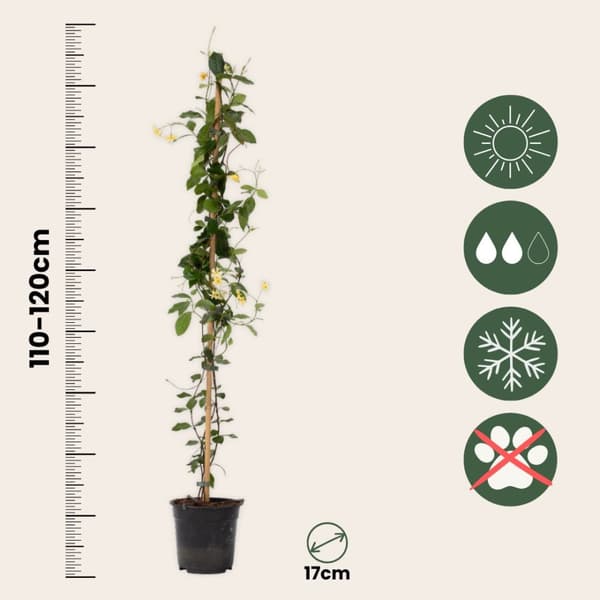Jasmin - Set om 2 - Trachelospermum jasminoides - Höjd 110-120cm - ⌀17cm