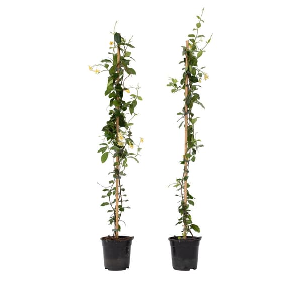 Jasmin - Set om 2 - Trachelospermum jasminoides - Höjd 110-120cm - ⌀17cm