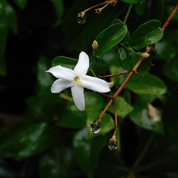 Stjernejasmin - Sæt med 6 - Jasminum 'Officinale'  - Højde 25-40cm - ⌀9cm