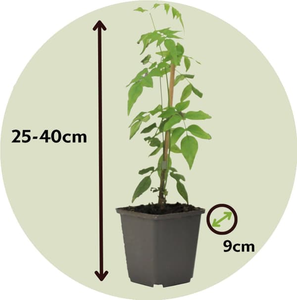 Stjernejasmin - Sæt med 6 - Jasminum 'Officinale'  - Højde 25-40cm - ⌀9cm