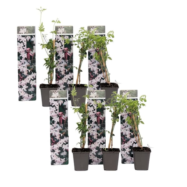 Stjernejasmin - Sæt med 6 - Jasminum 'Officinale'  - Højde 25-40cm - ⌀9cm