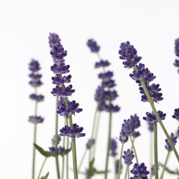 Lavendel - Sæt med 12 - Lavandula angustifolia - Højde 10-15cm - ⌀11cm