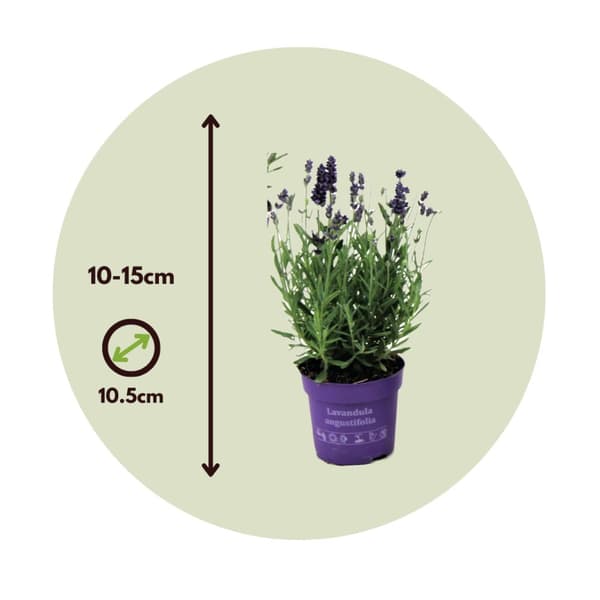 Lavendel - Sæt med 12 - Lavandula angustifolia - Højde 10-15cm - ⌀11cm