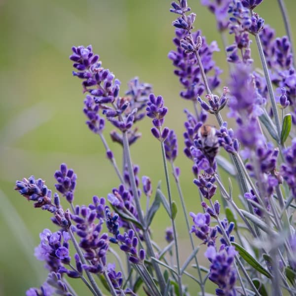 Lavendelbuskar - Set om 6 - Lavandula angustifolia - Höjd 10-15cm - ⌀10,5cm