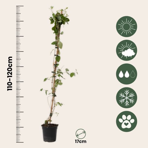 Kaprifol - Set om 2 - Lonicera x Heckrotti - Höjd 110-120cm - ⌀17cm
