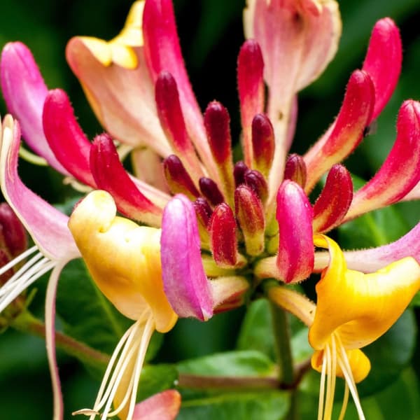 Kaprifolie - Lonicera x Heckrotti 'American Beauty' - Højde 110-120cm - ⌀17cm
