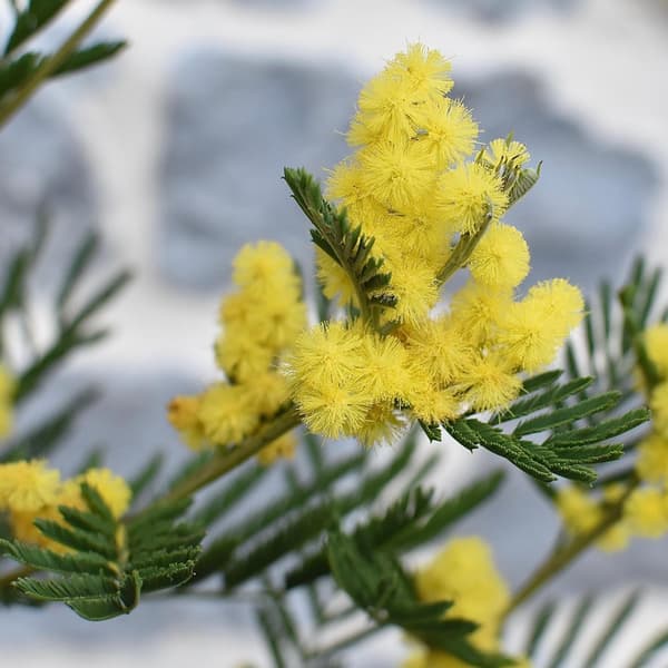 Følsom plante - Sæt med 6 - Mimosa dealbata - Højde 25-40cm - ⌀9cm