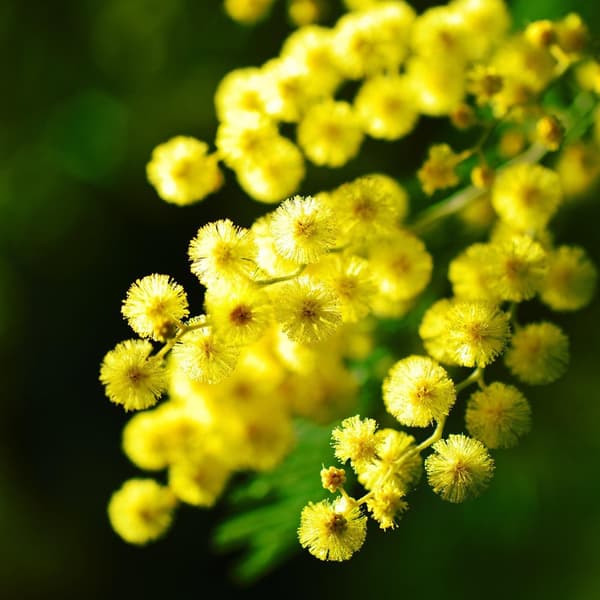 Følsom plante - Sæt med 6 - Mimosa dealbata - Højde 25-40cm - ⌀9cm