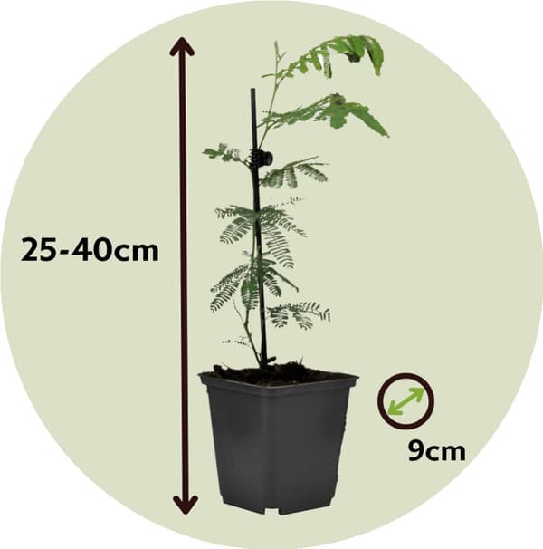 Følsom plante - Sæt med 6 - Mimosa dealbata - Højde 25-40cm - ⌀9cm
