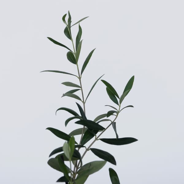 Olivbuske - Set om 2 - Olea europaea - Höjd 25-40cm - ⌀9cm