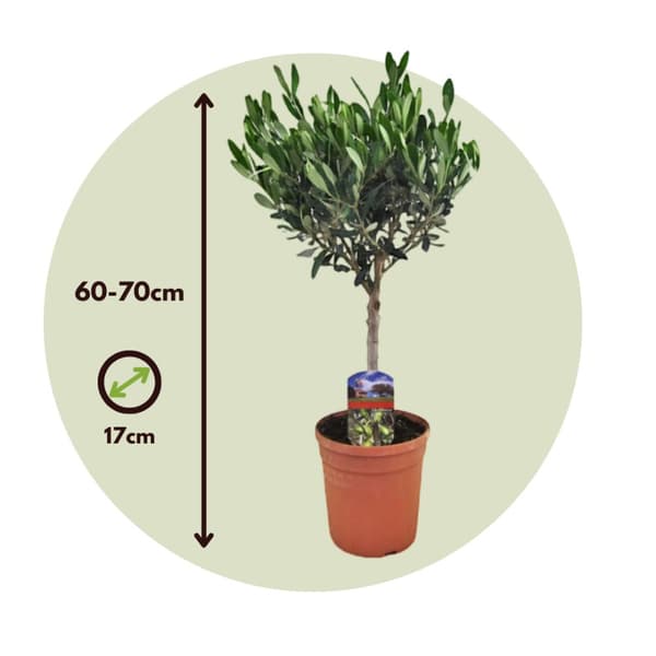 Olivträd - Olea europaea - Höjd 60-70cm - ⌀17cm