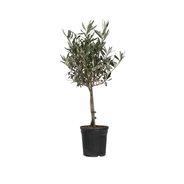 Olivträd - Olea europaea - Höjd 60-70cm - ⌀17cm