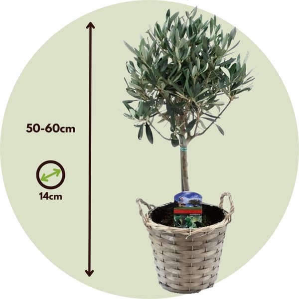Oliventræ - Sæt med 2 - Olea europaea - Højde 50-60cm - ⌀14cm
